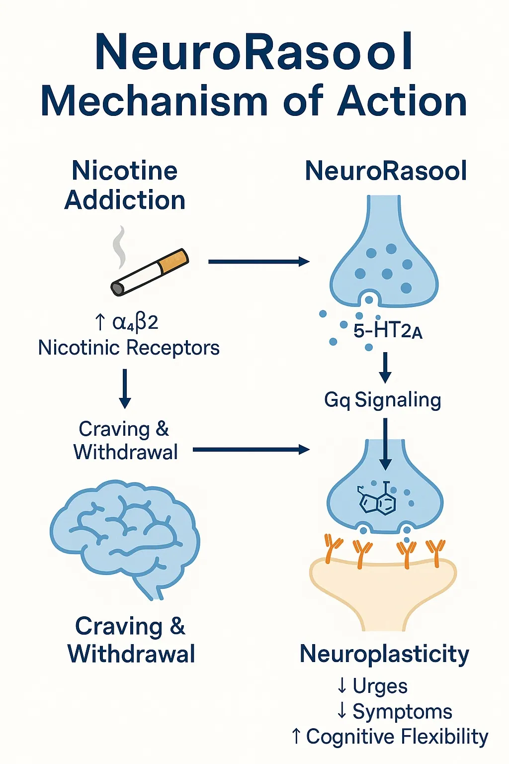 Figure 1 from “Targeting Nicotine Addiction with NeuroRasool: A Gq-Biased 5-HT2A Receptor Agonist Approach”