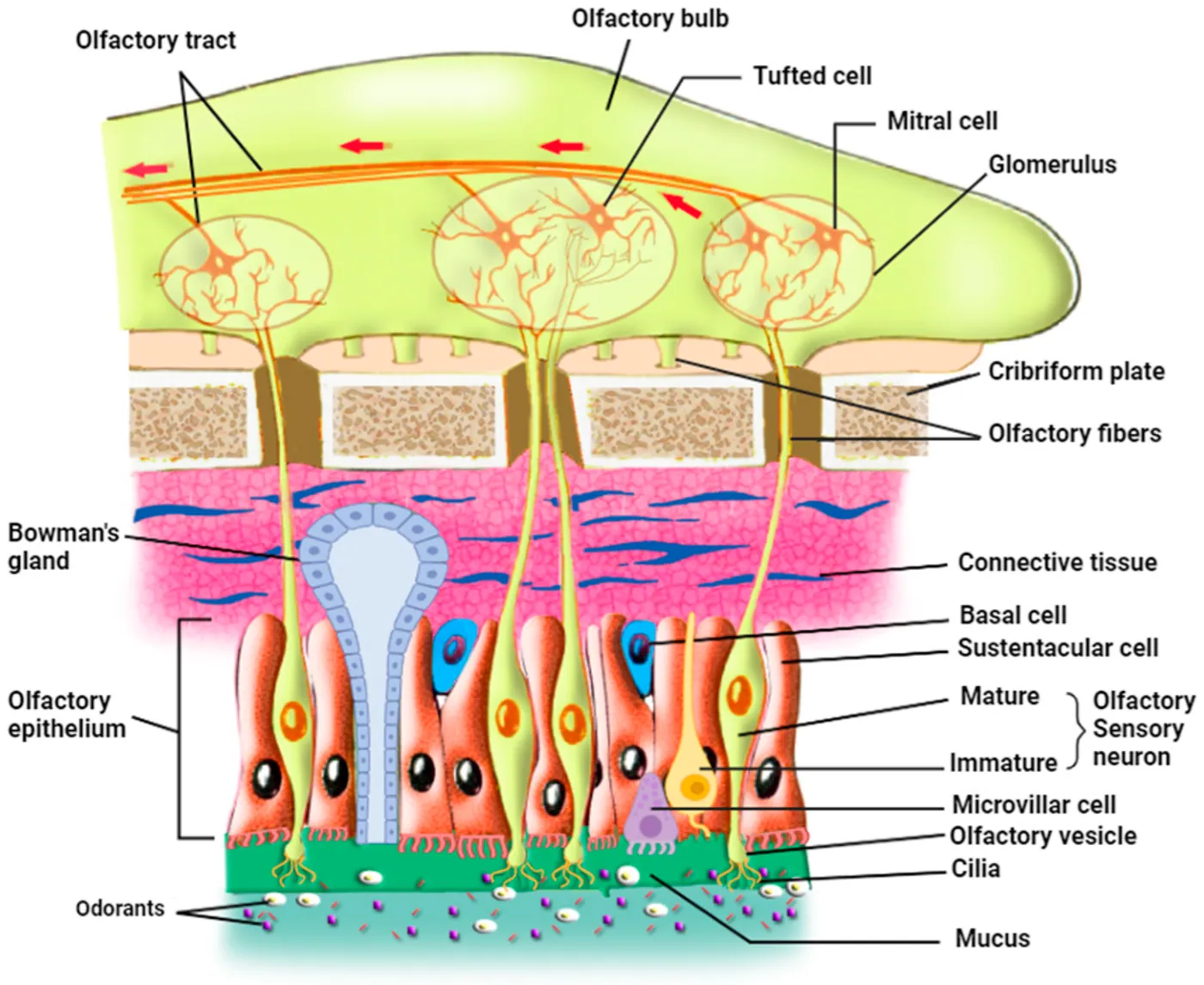 Figure 2 from “Psilocybin and Post-COVID-19 Olfactory Dysfunction: An Exploration of Restarting Brain Connections”