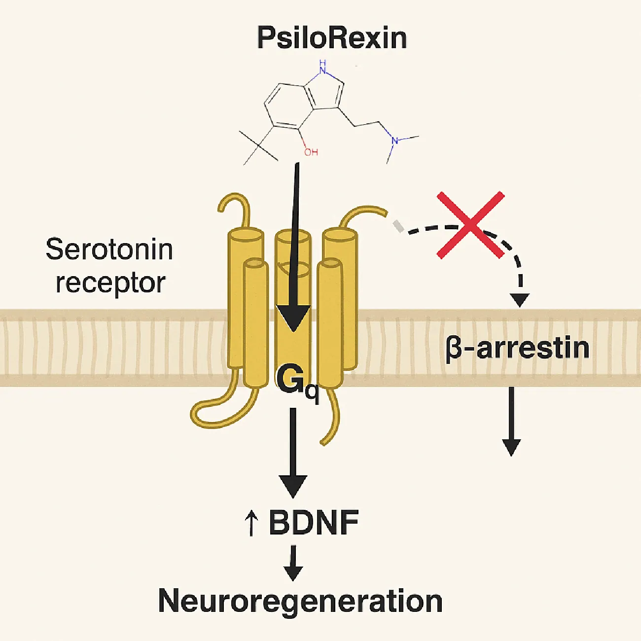 Figure 1 from “PsiloRexin: A Novel Gq-Biased 5-HT2A Receptor Agonist Platform for Olfactory Neuroregeneration and Beyond”